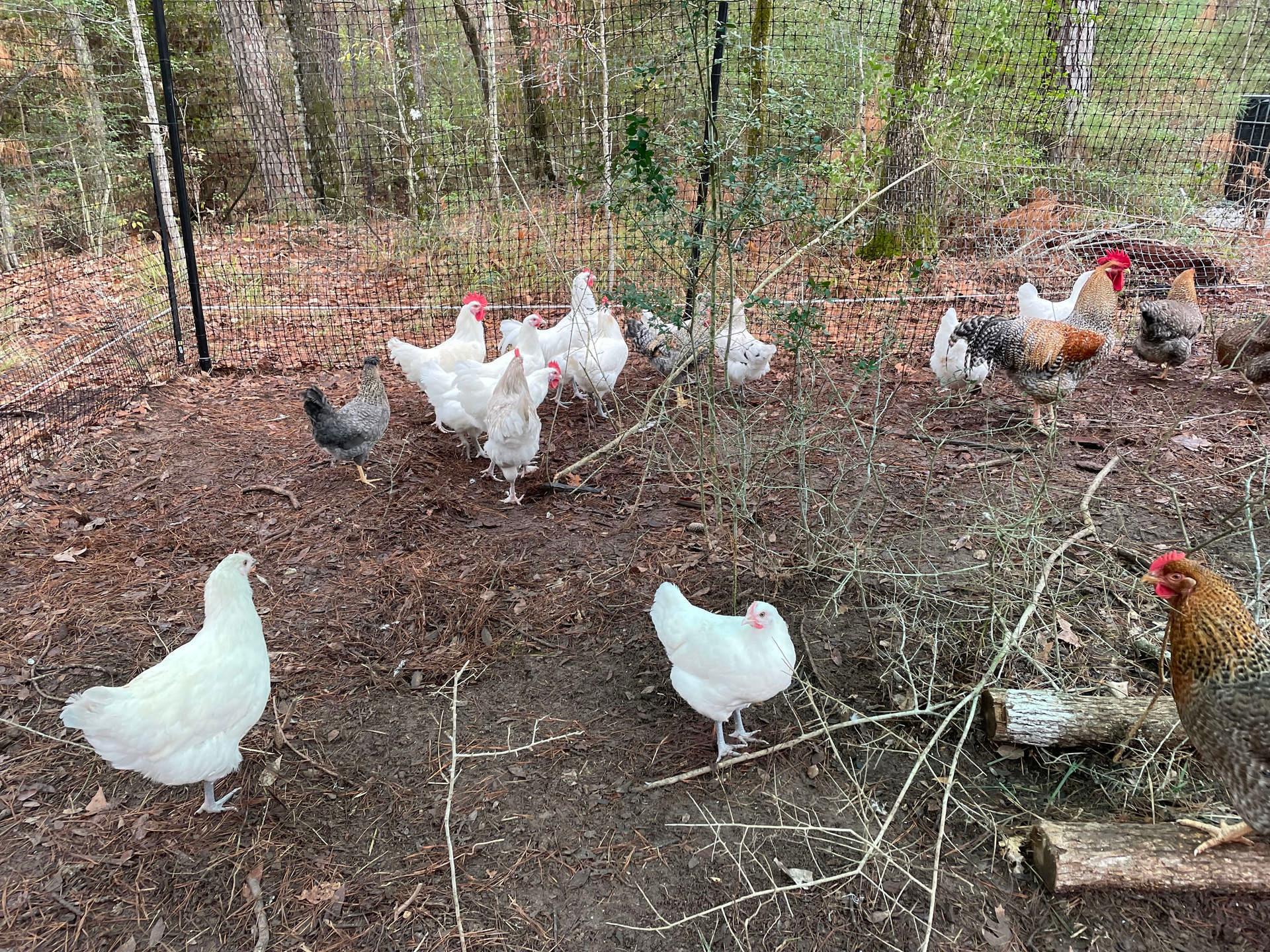 Yellow Bird Creek Restoration Farm 